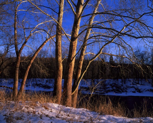 Sycamores, Delaware River, Delaware Water Gap National Recreation Area, PA (MF).jpg